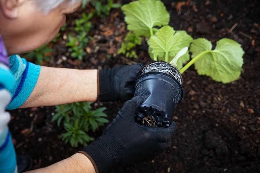 Planting courgettes