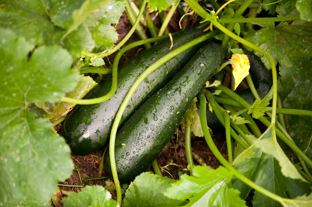 Courgette plant