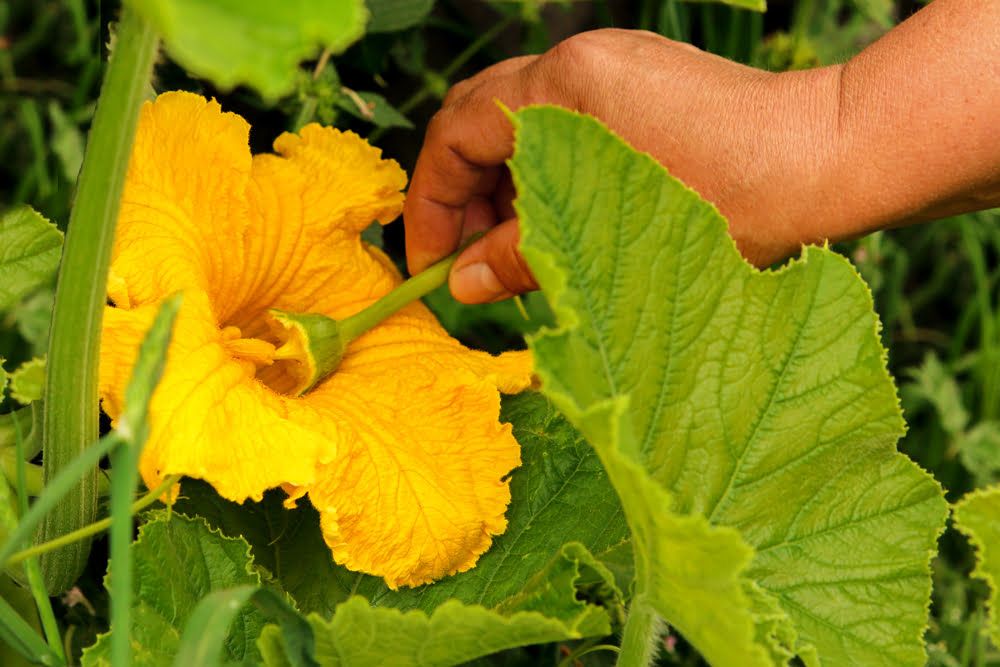 Pollinating courgette flowers