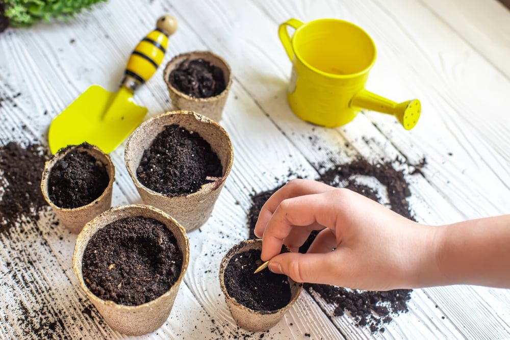 Sowing courgette seeds