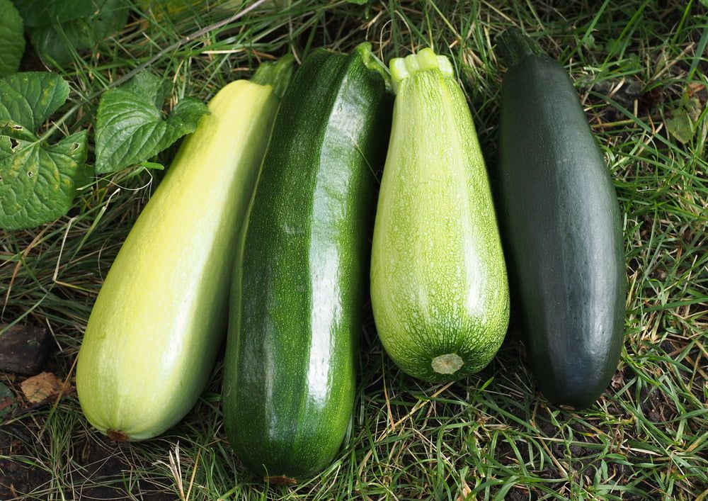 Different courgette varieties