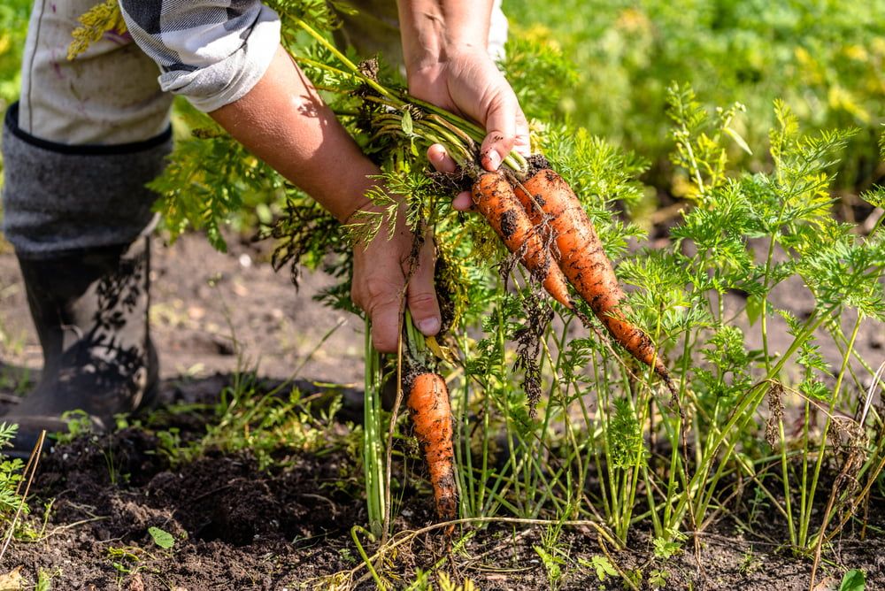 Person harvesting carrots