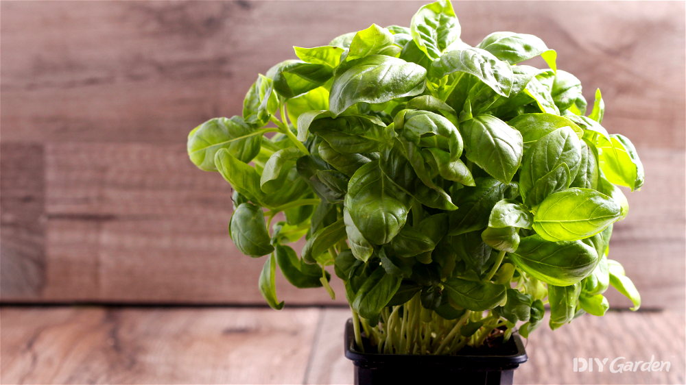How to Grow Basil Plants in The UK