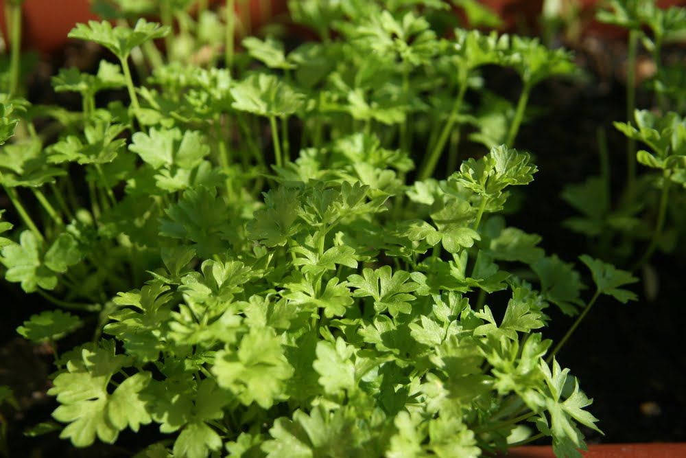 Parsley plant