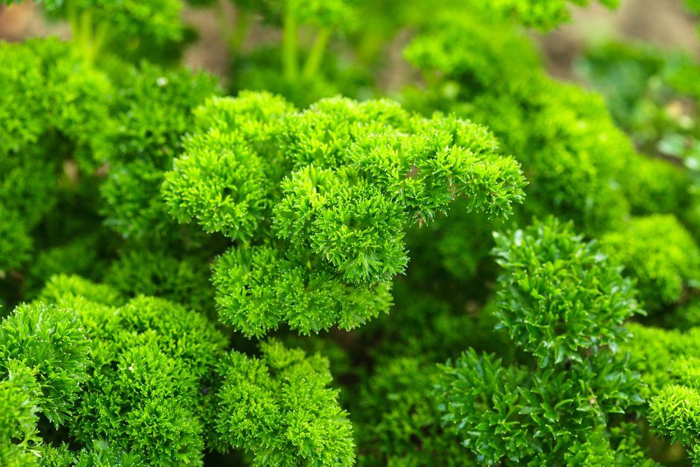 Curly parsley plant