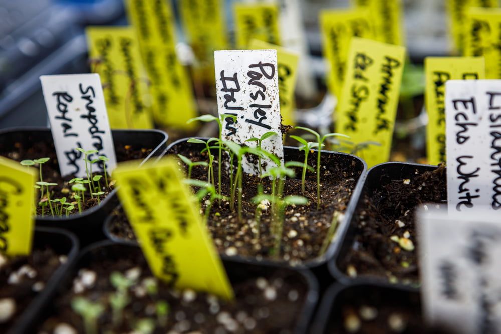 Parsley seedlings