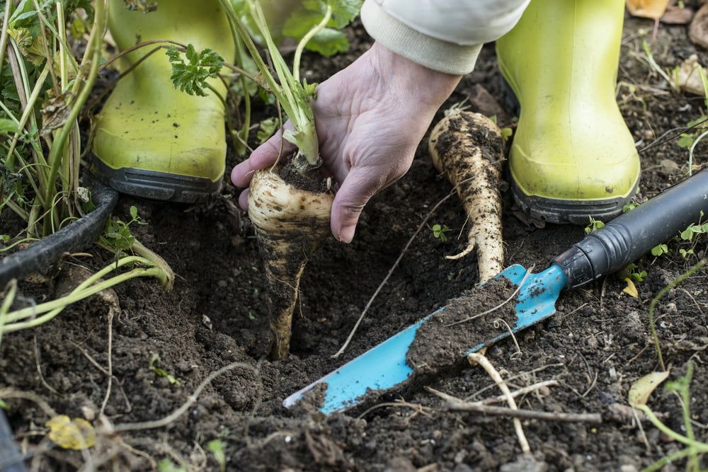 Harvesting parsnips