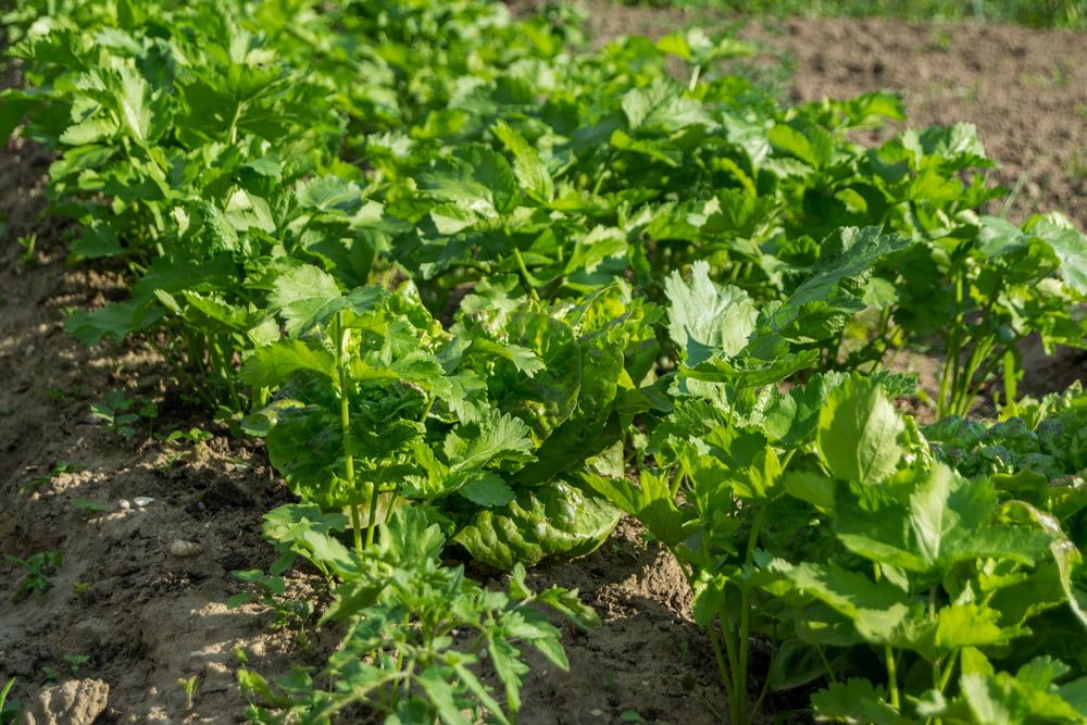 Parsnip plants