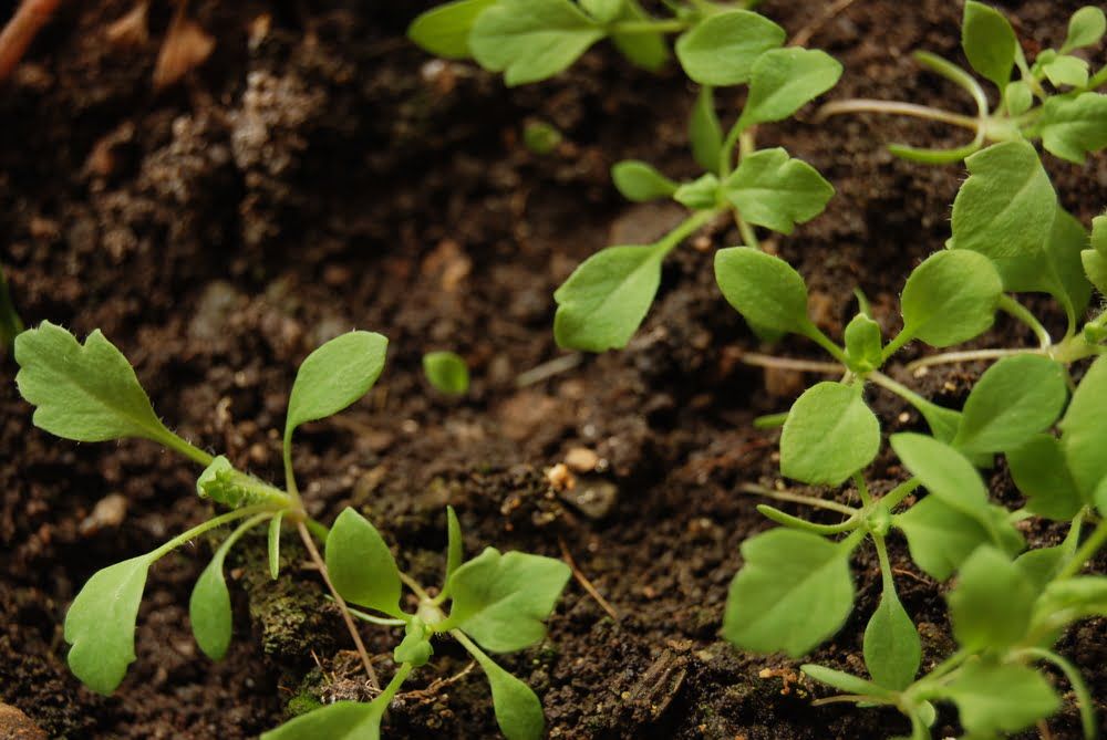 Parsnip seedlings