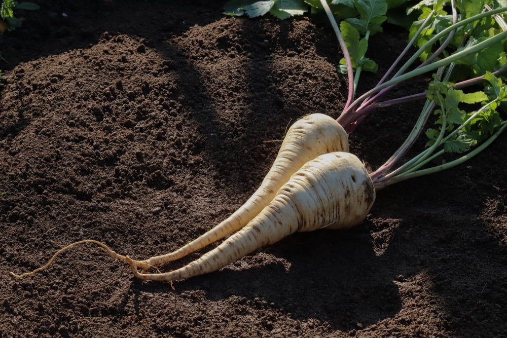 Parsnips on soil