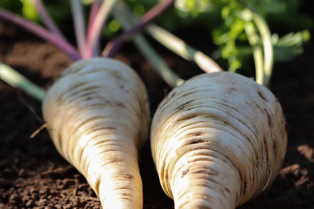 Parsnips close-up