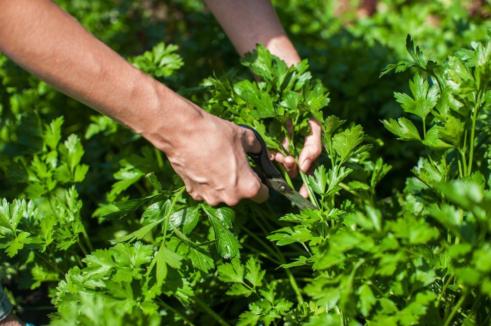 Harvesting parsley