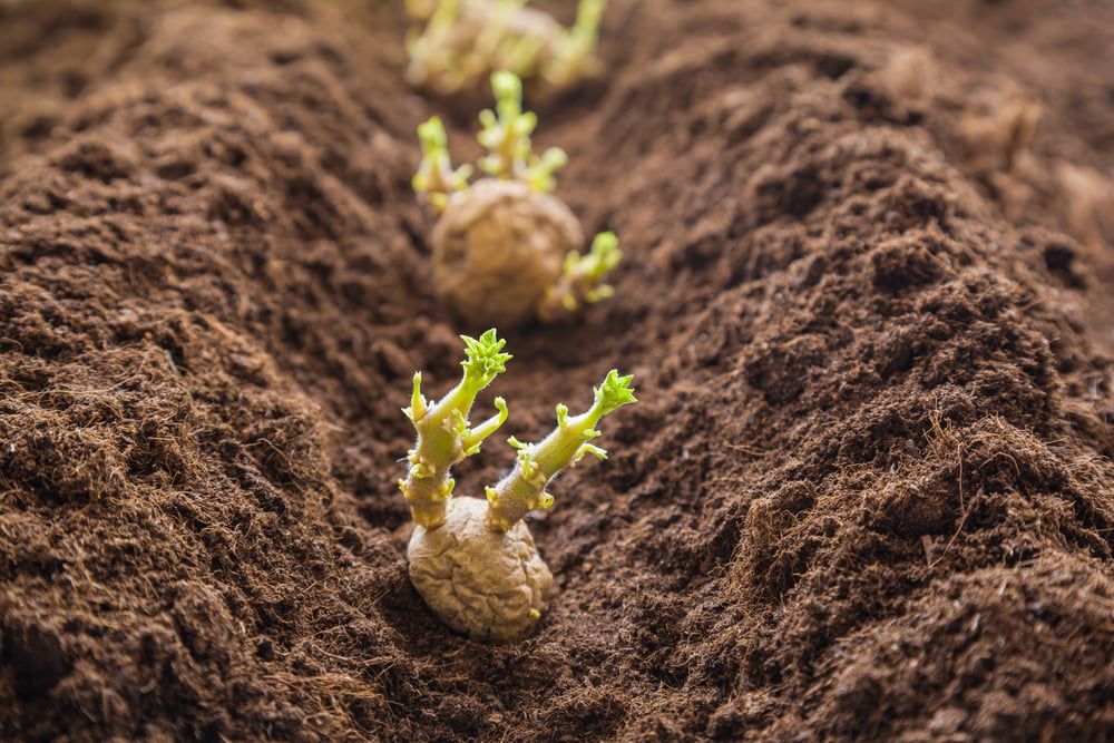 Planting potatoes in the ground