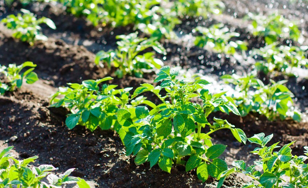 Watering potato plants