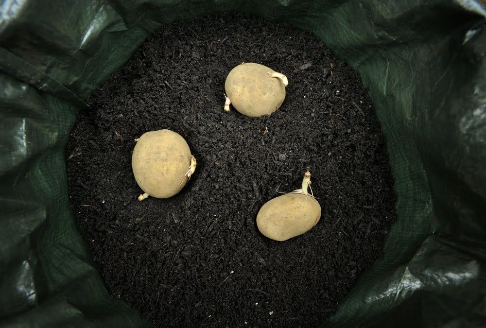 Planting potatoes in bag