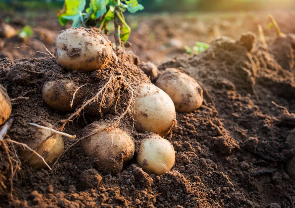 Harvested potatoes