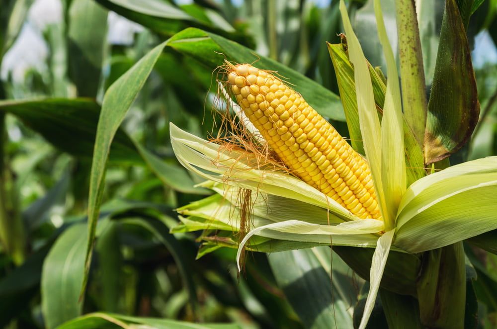 Sweetcorn plant