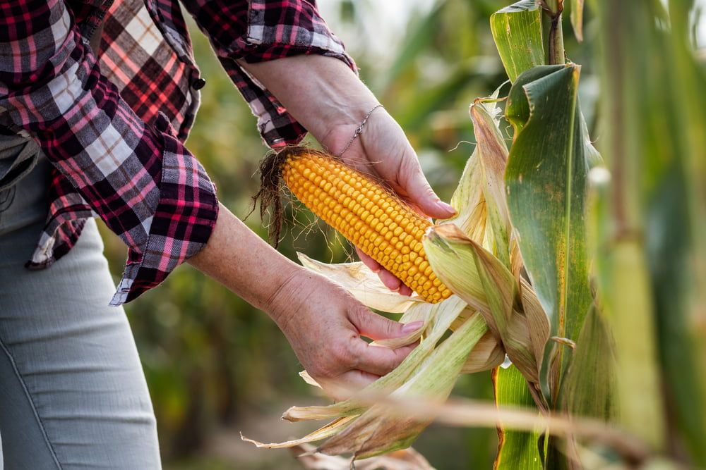 Harvesting sweetcorn