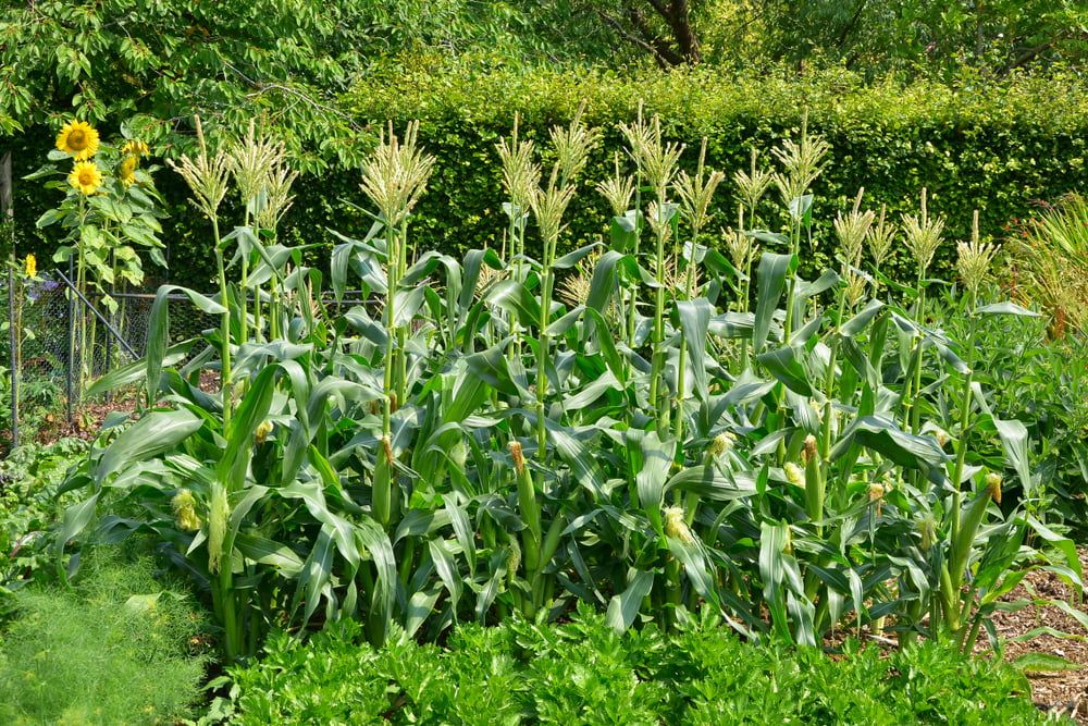 Sweetcorn plants