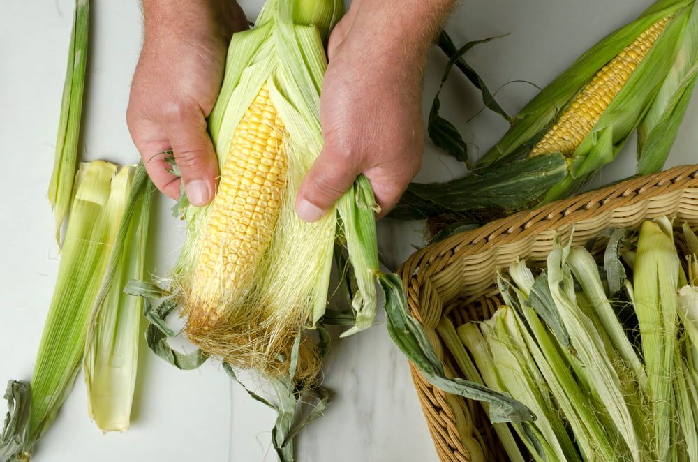 Peeling fresh sweetcorn