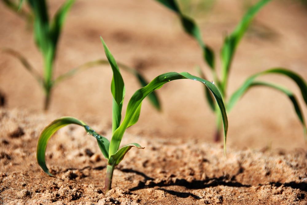 Sweetcorn seedlings