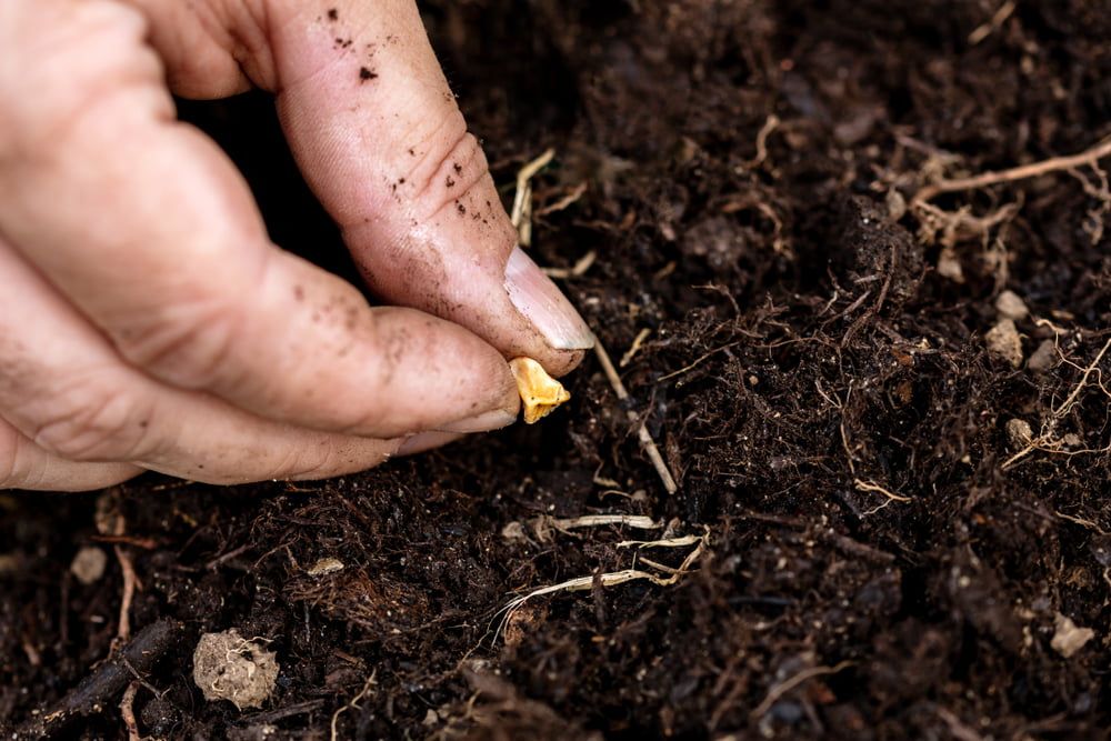 Sowing sweetcorn seed