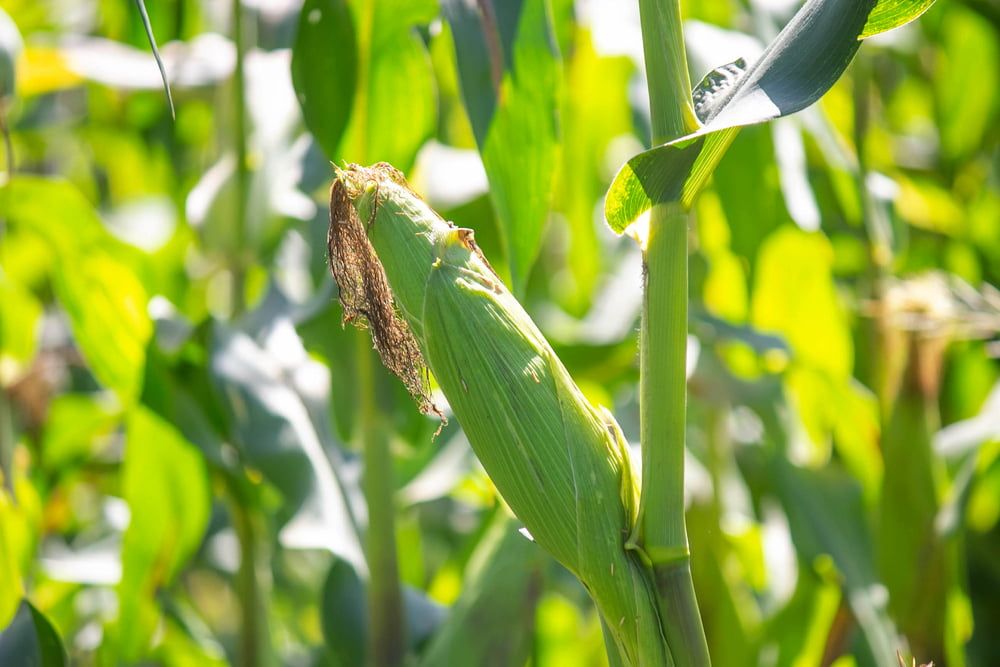 Sweetcorn plant