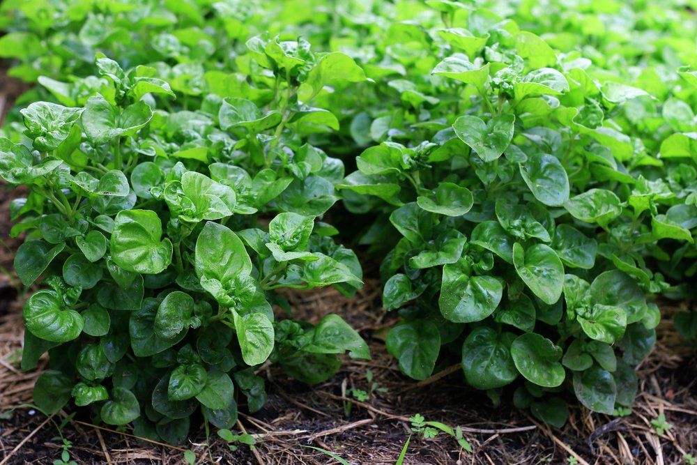 Watercress plants