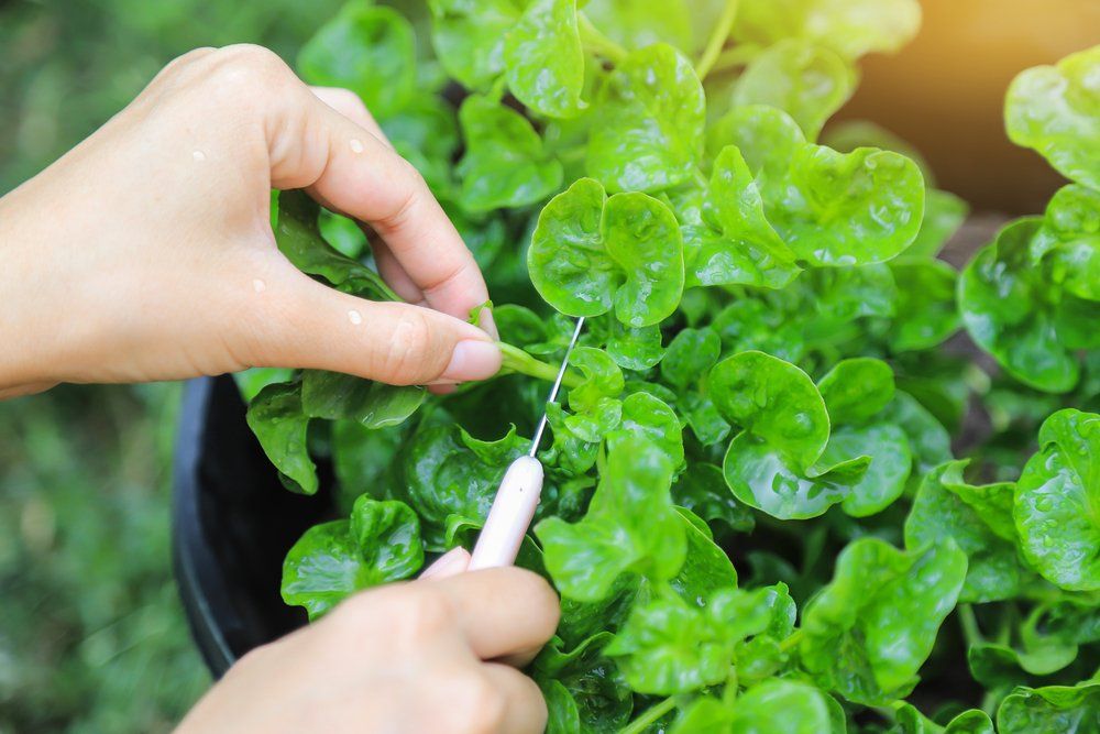 Person harvesting watercress