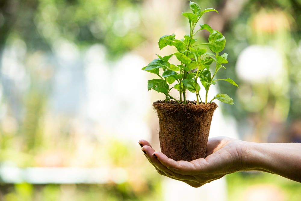 Hand holding watercress plant