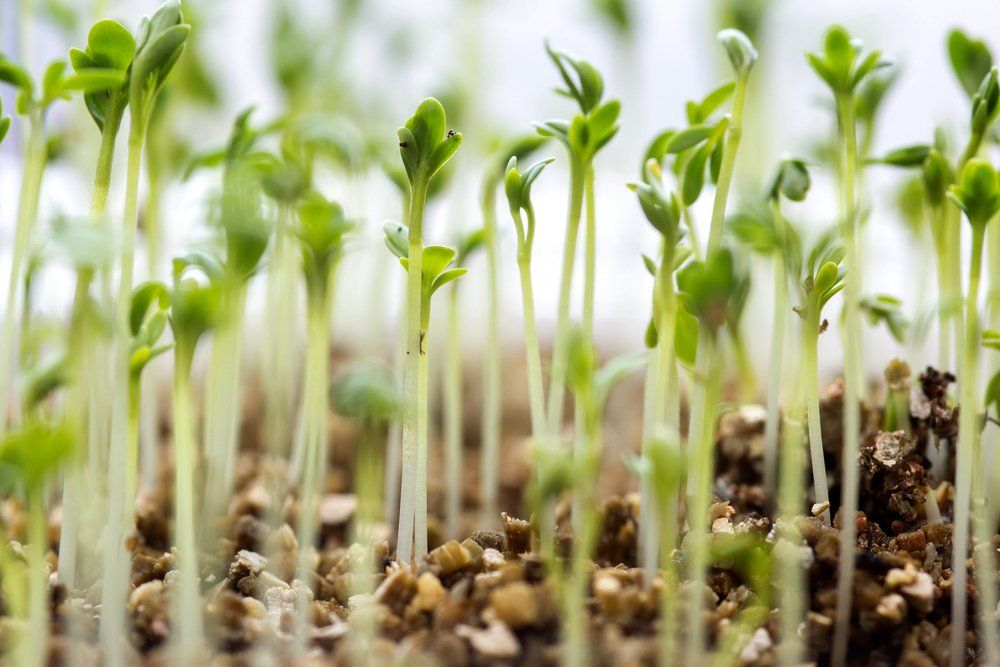 Watercress seedlings