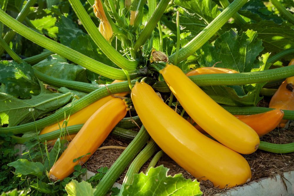 Yellow courgette plant