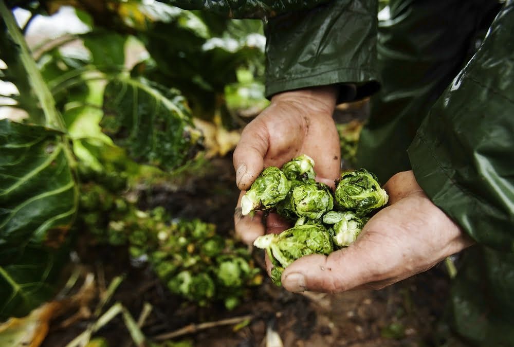 Harvesting Brussel sprouts