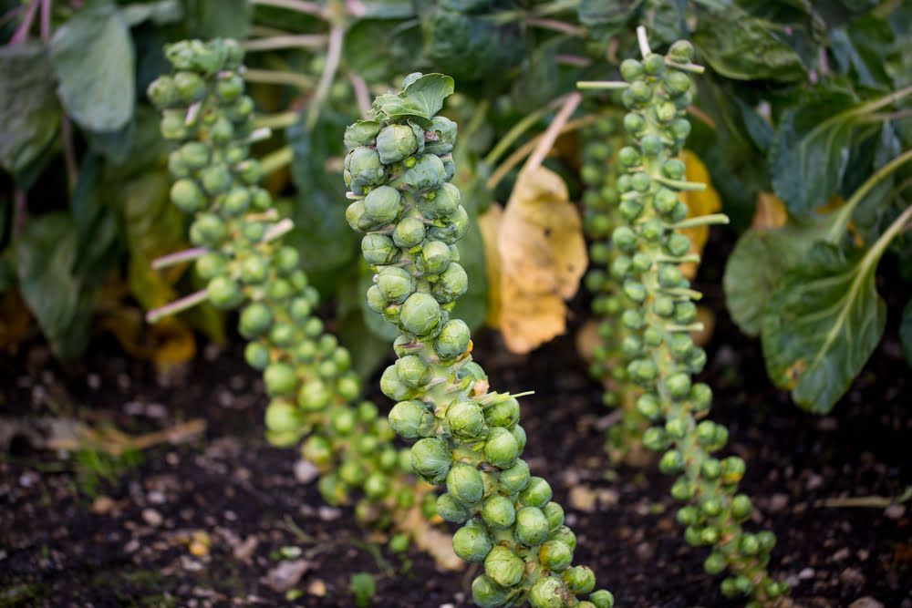 Brussel sprout plants