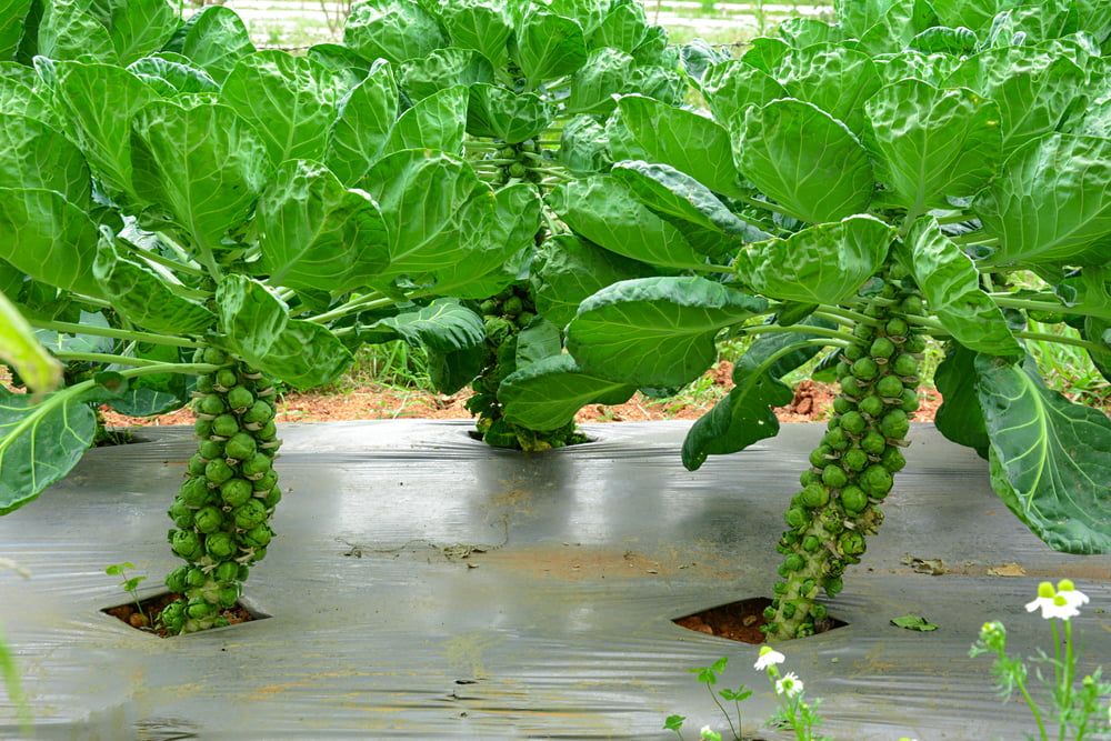 Brussel sprout plants