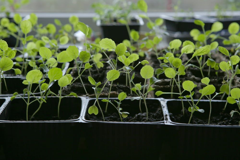 Brussel sprout seedlings
