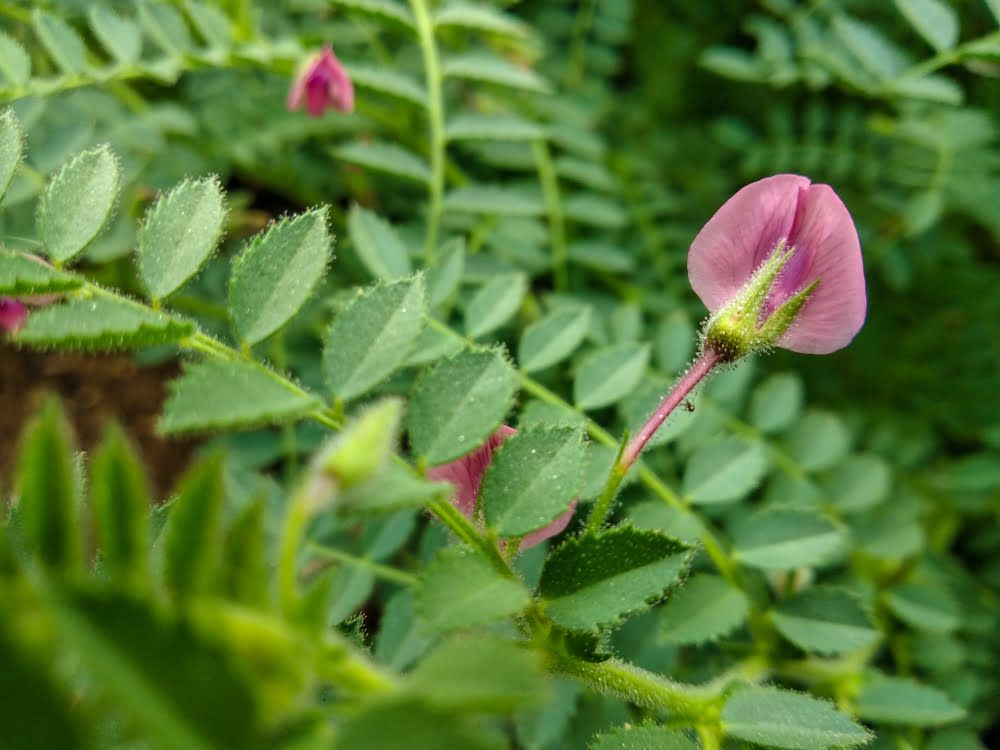 Chickpea flower