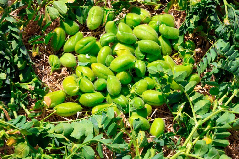 Chickpea harvest