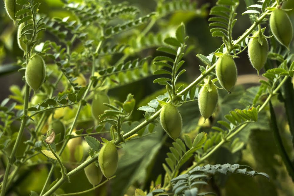 Chickpeas on plant