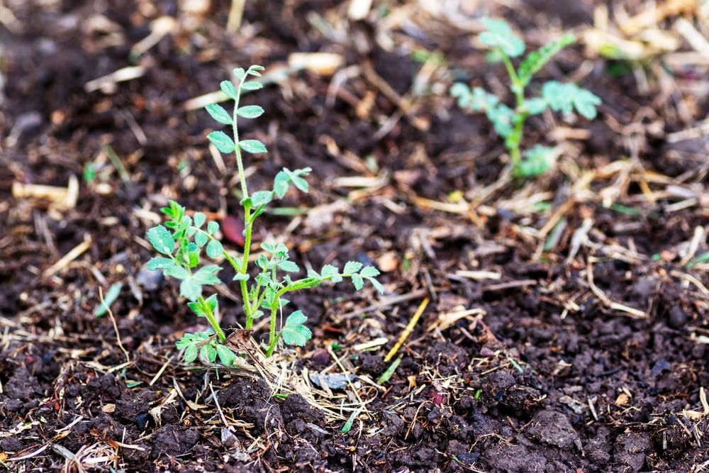 Chickpea plants