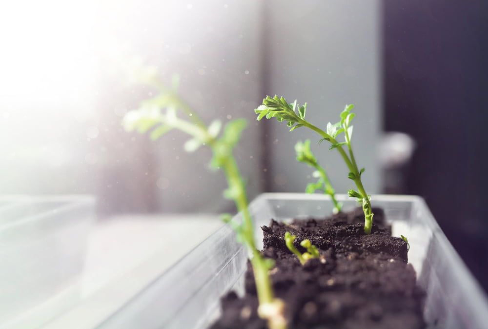 Chickpea seedlings