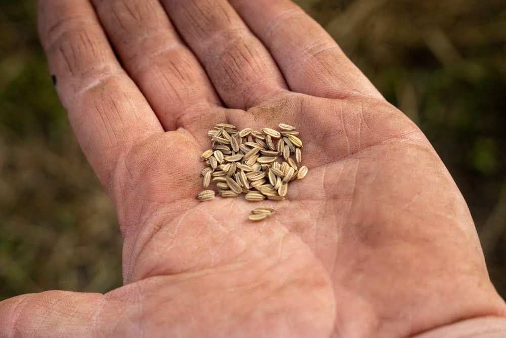 Fennel seeds