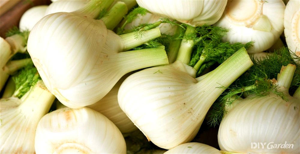 Fennel bulbs