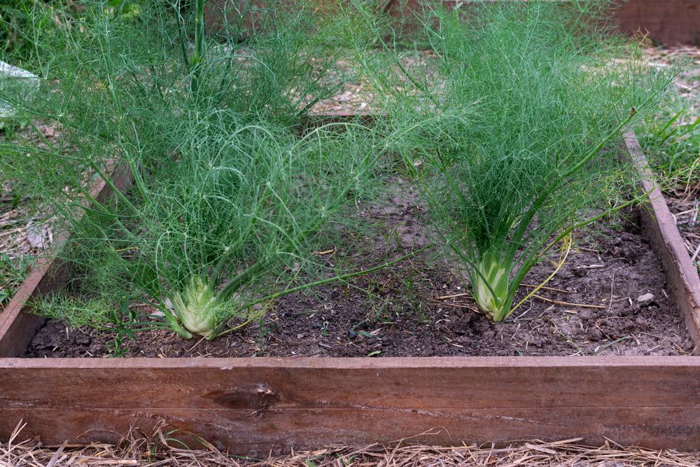 Florence fennel growing