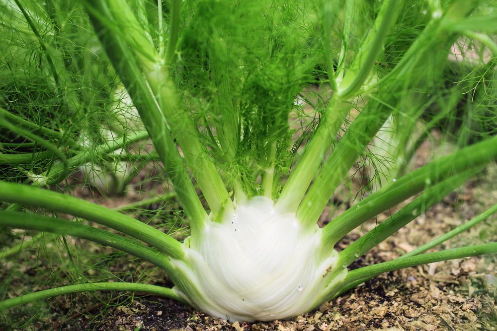 Florence Fennel in garden