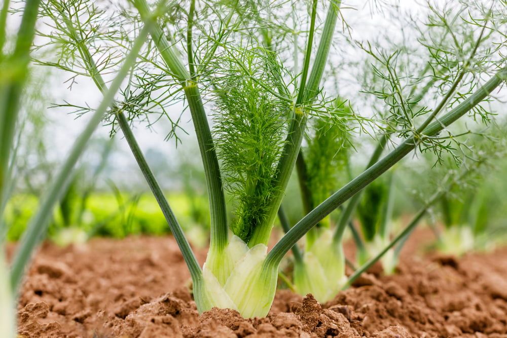 Florence Fennel growing in garden