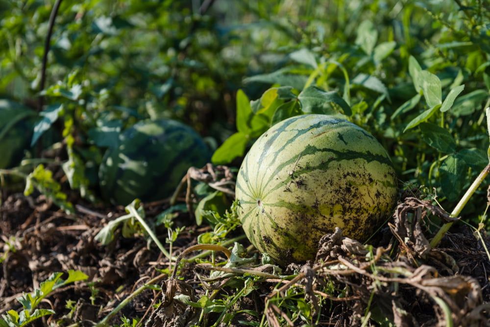 Melon in garden