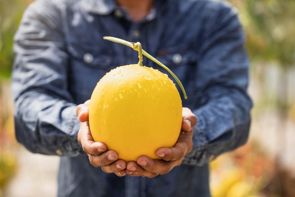 Man holding harvested melon