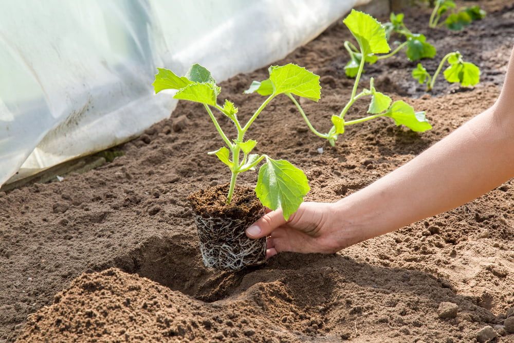 Person planting melon plants