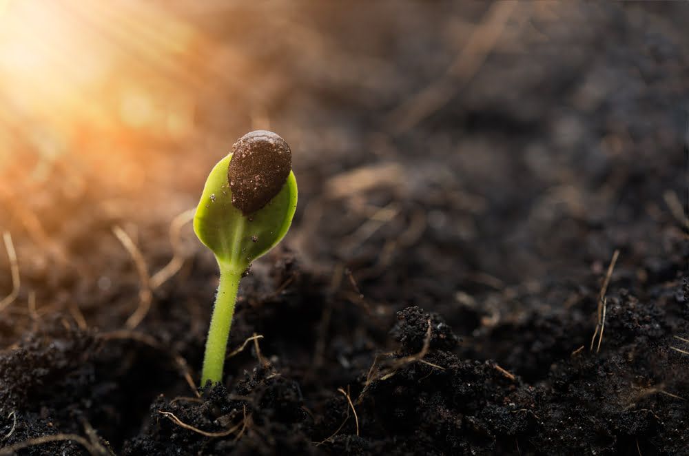 Melon seedling